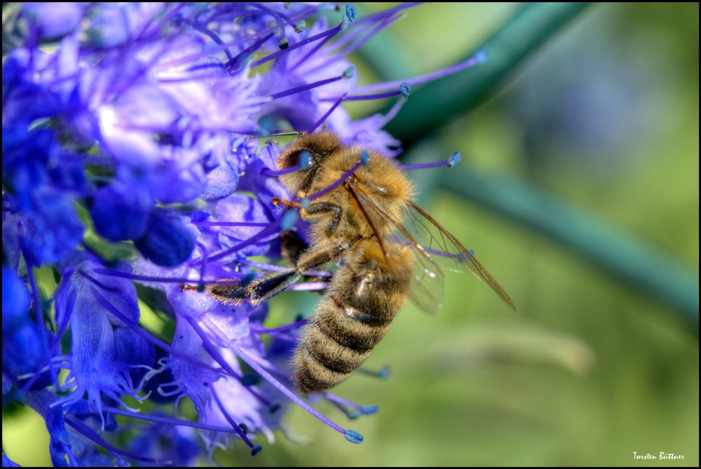 Bienenstich