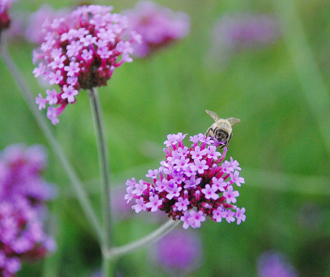 Bienenstich Foto &amp; Bild | jahreszeiten, sommer, natur Bilder auf ...