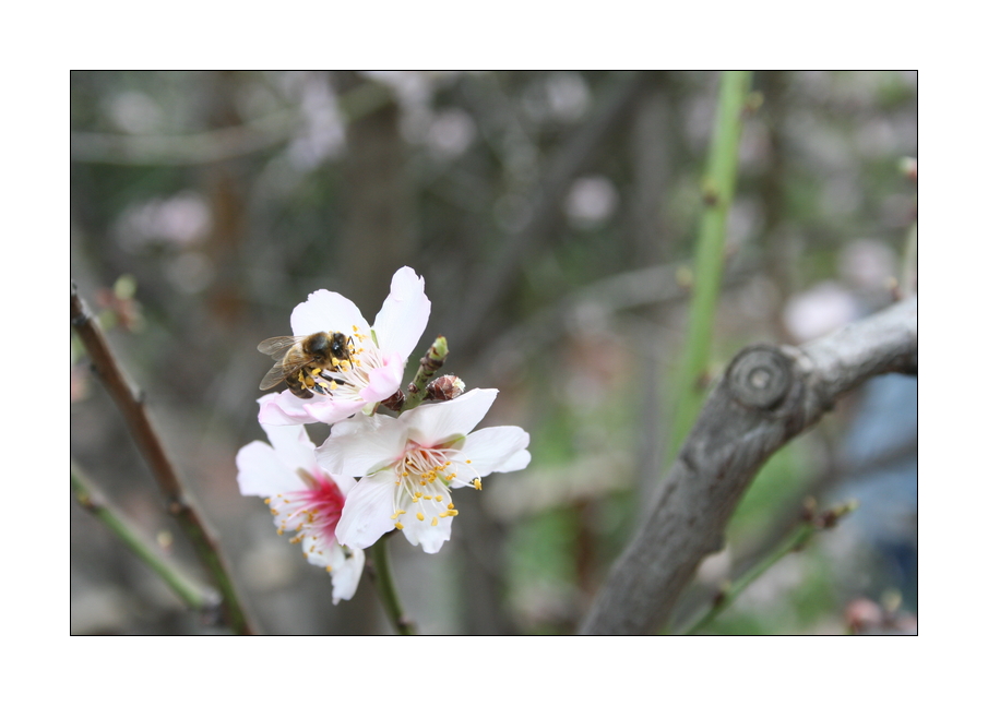 Bienenstich mit Mandelsplitter