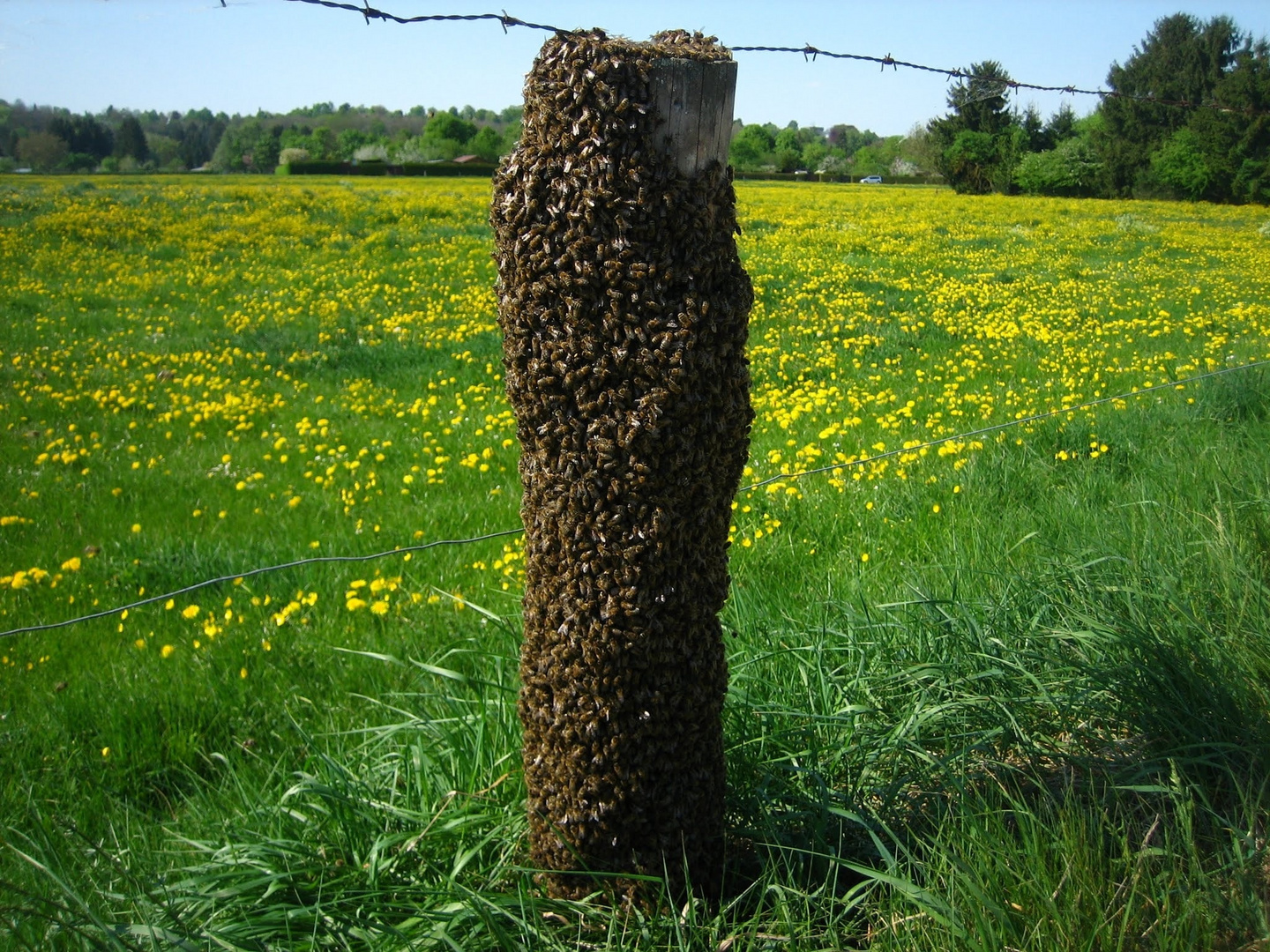 Bienenstock Foto Bild Sonstiges Natur Und Technik Natur Bilder Auf Fotocommunity