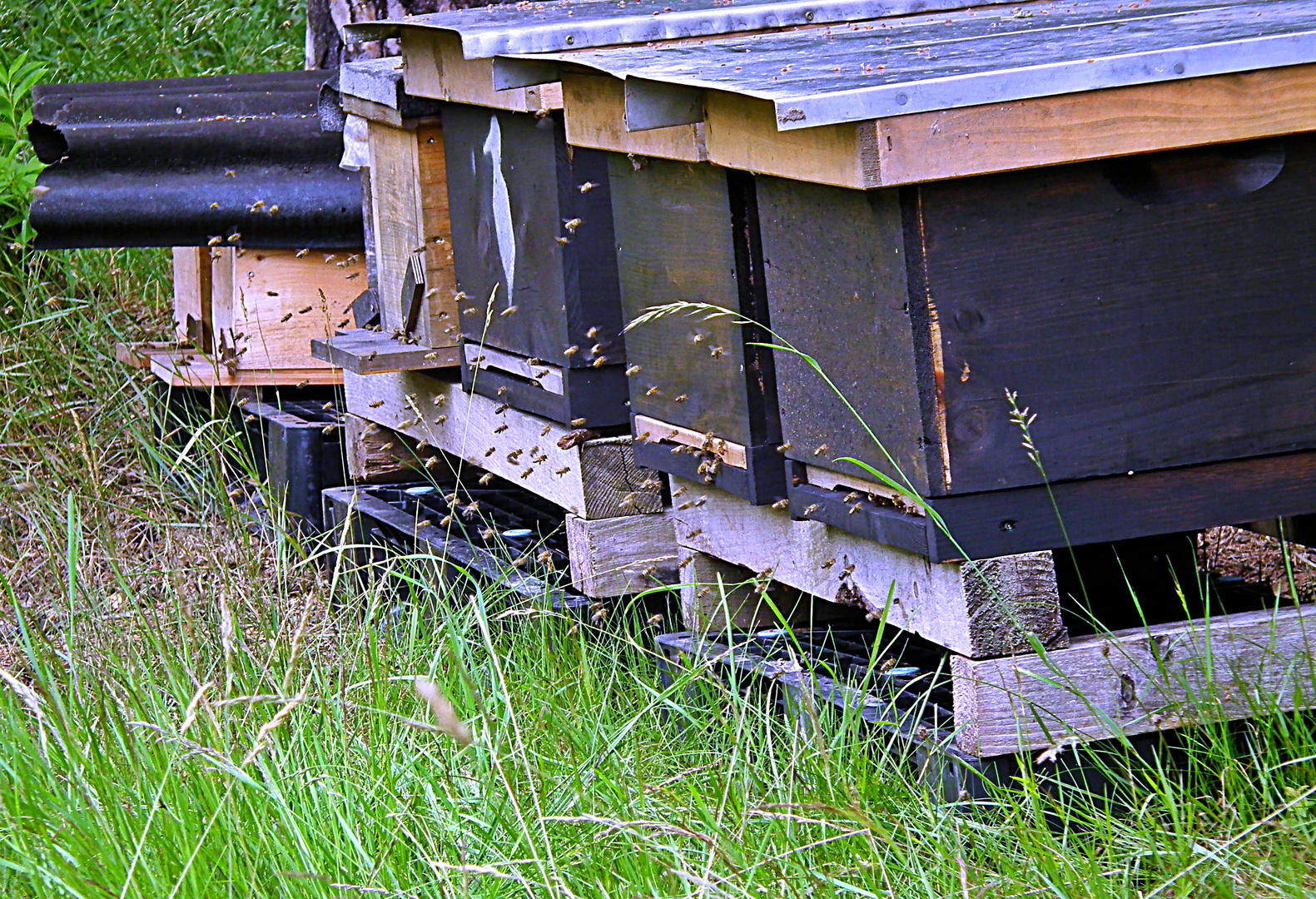 Bienenstock