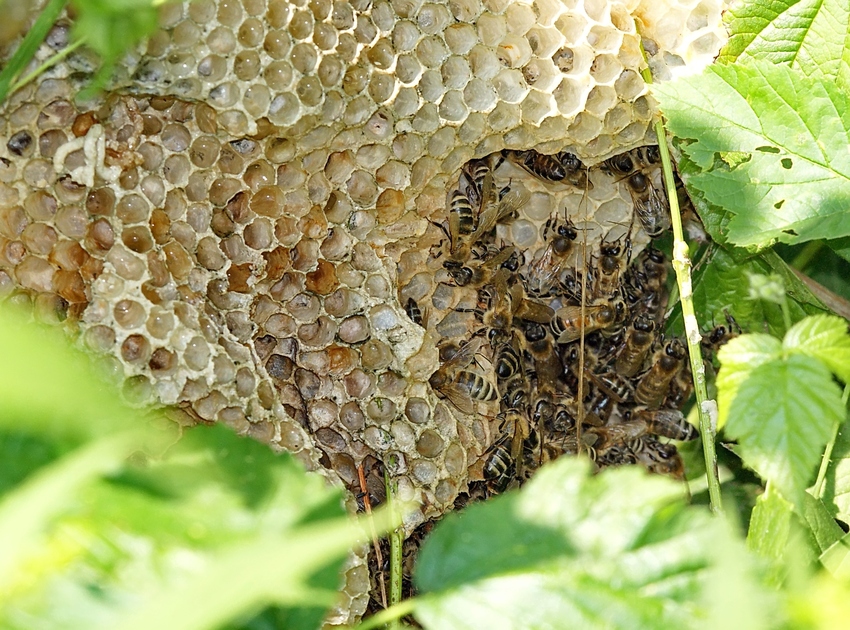 Bienenstock