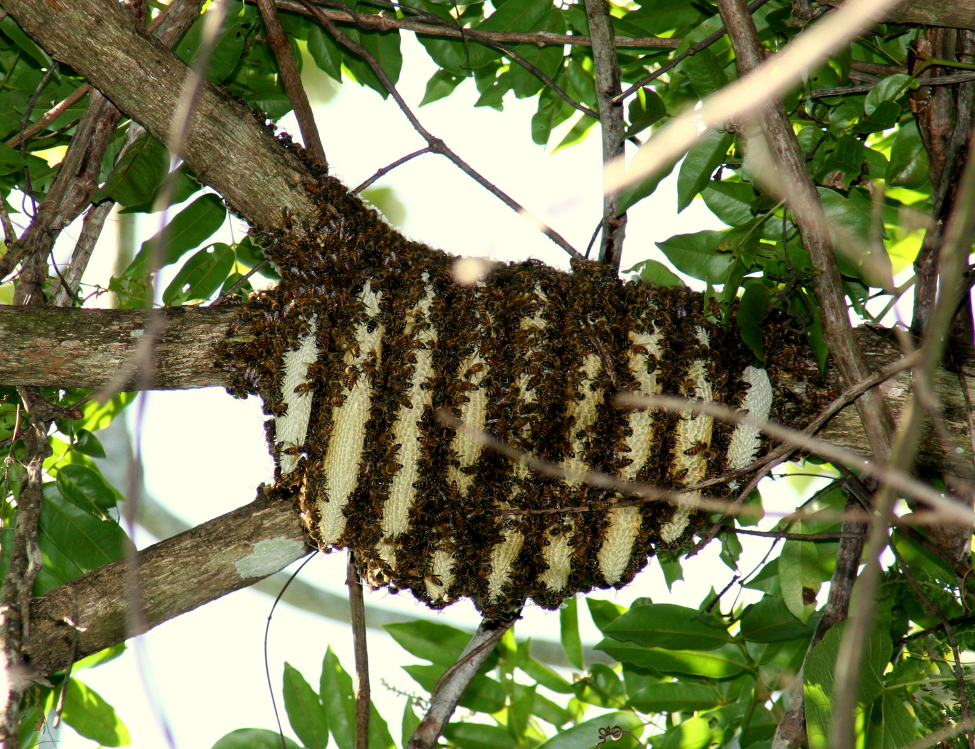 Bienenstock am Baum!