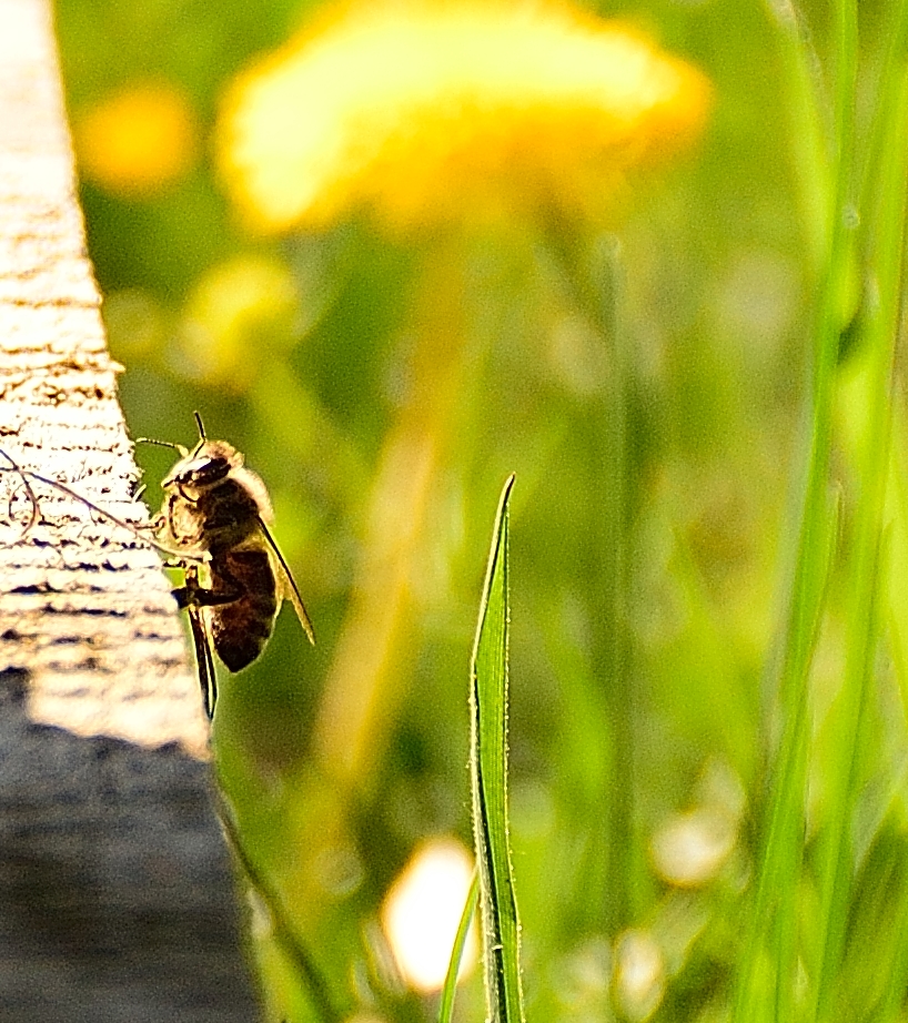 Bienenstock