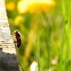 Bienenstock