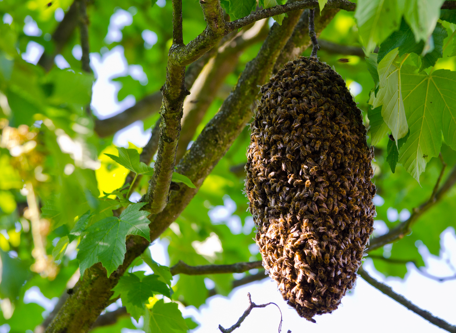 Bienenstock Foto Bild Tiere Nikon Bienenstock Bilder Auf Fotocommunity