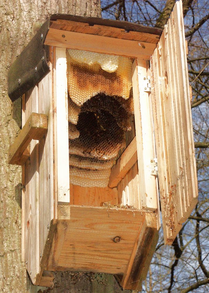 Bienenstock im Hornissenkasten April 2018