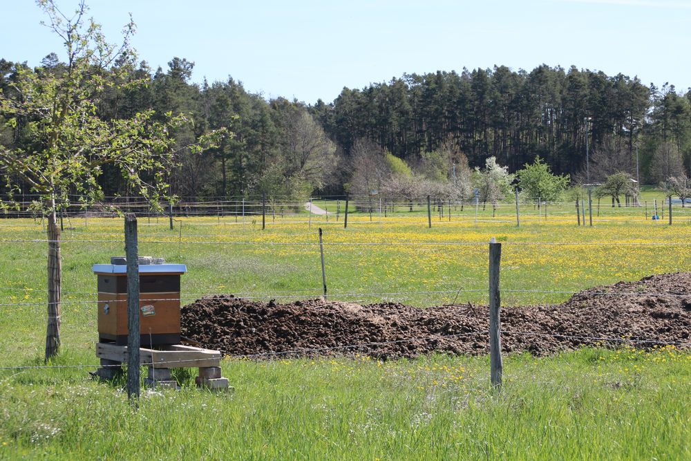 Bienenstock im Mai