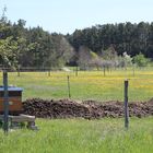 Bienenstock im Mai