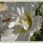 BIENENSTOCKROSE