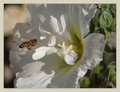 BIENENSTOCKROSE