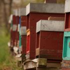 Bienenstöcke