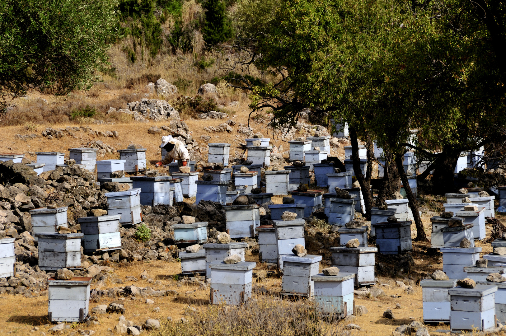 Bienenstöcke an der Westküste auf Kefalonia