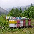 Bienenstöcke neben der Transalpina