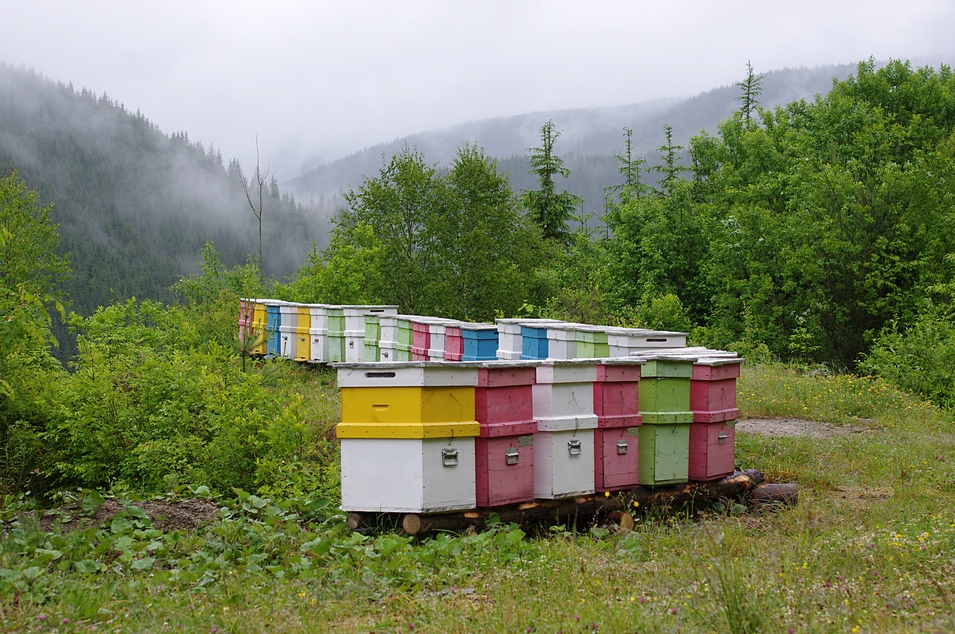 Bienenstöcke neben der Transalpina