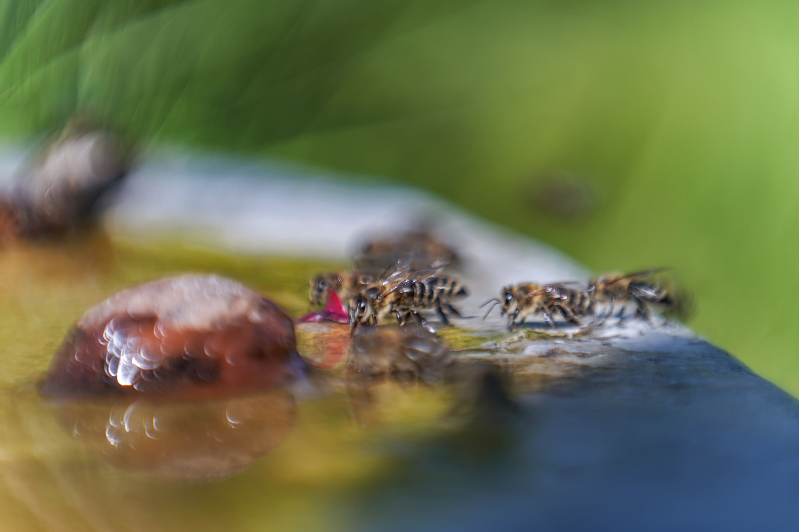 Bienenstrand