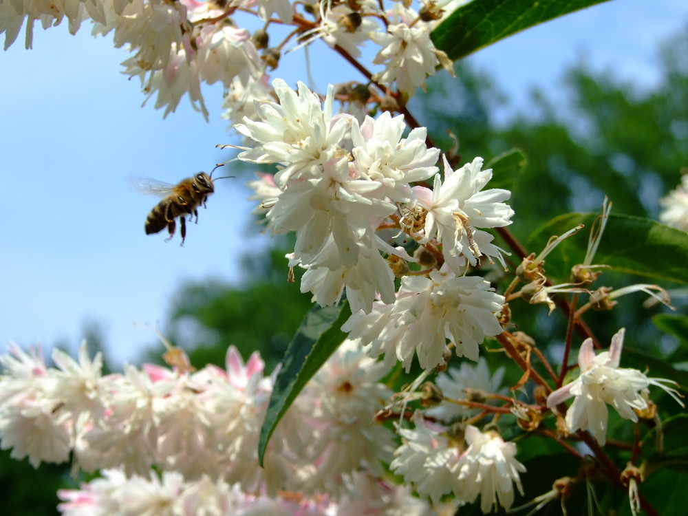 Bienenstress