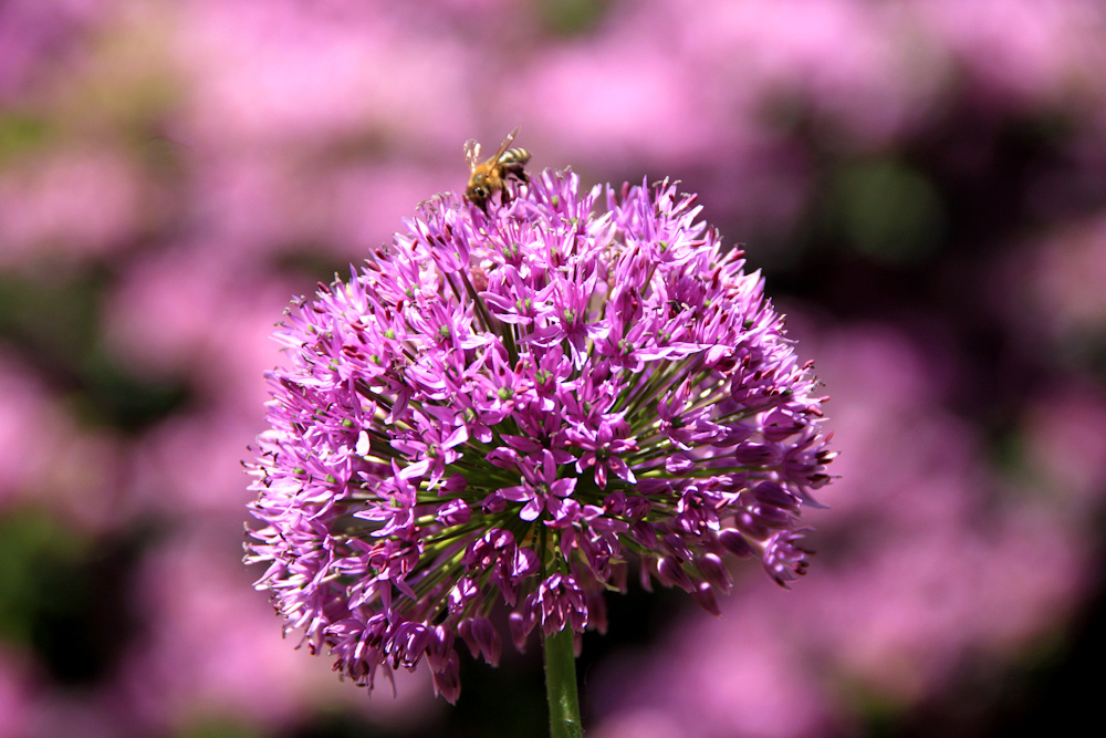 Bienensuche