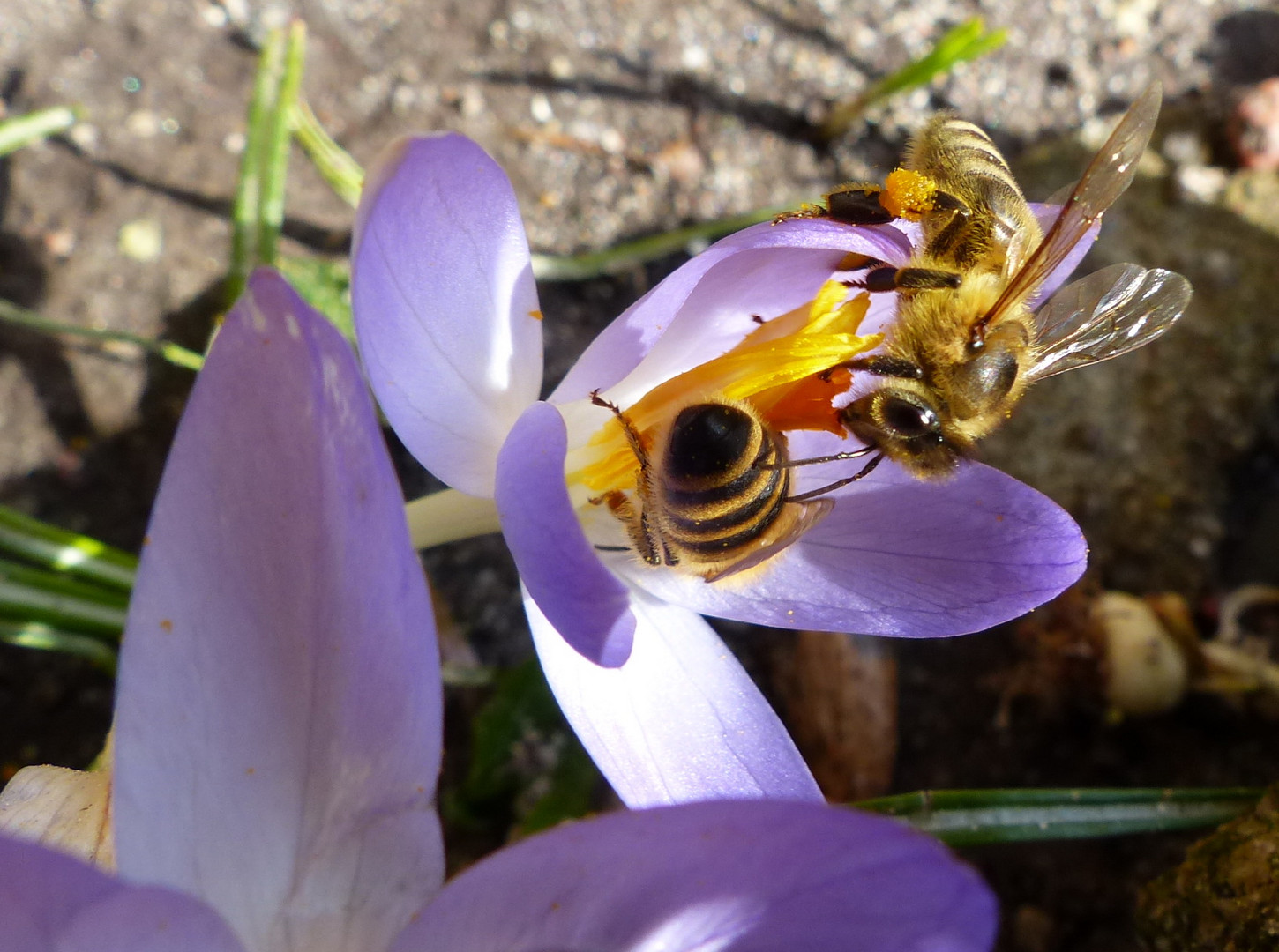 Bienensuche