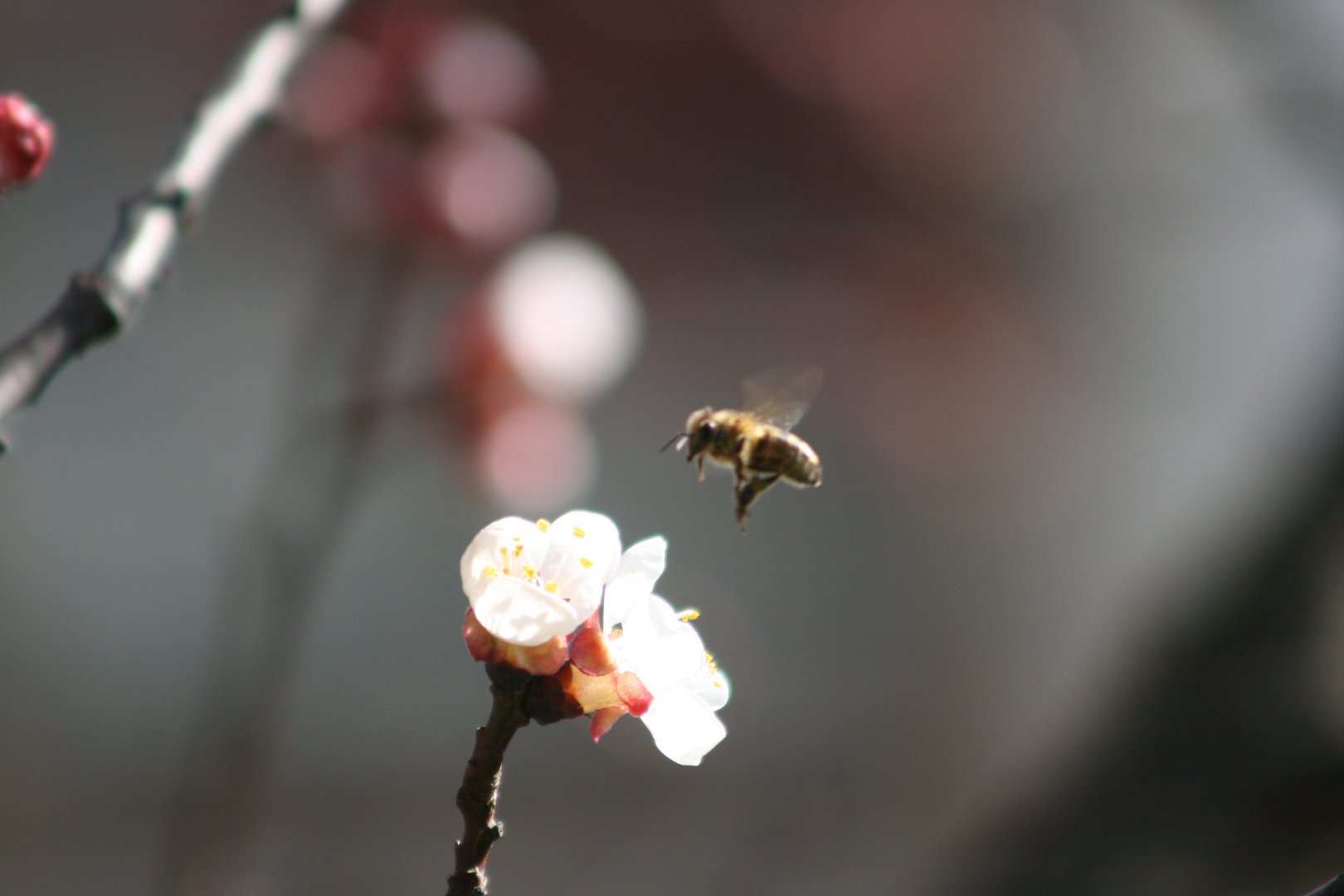 Bienentanz um Marillenblüten in Partschins