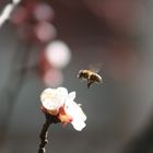 Bienentanz um Marillenblüten in Partschins