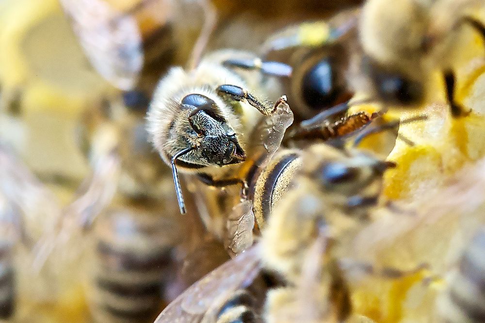 Bienenteam