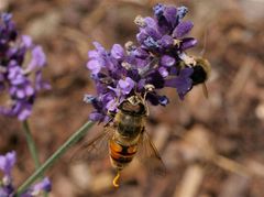 Bienentoilette