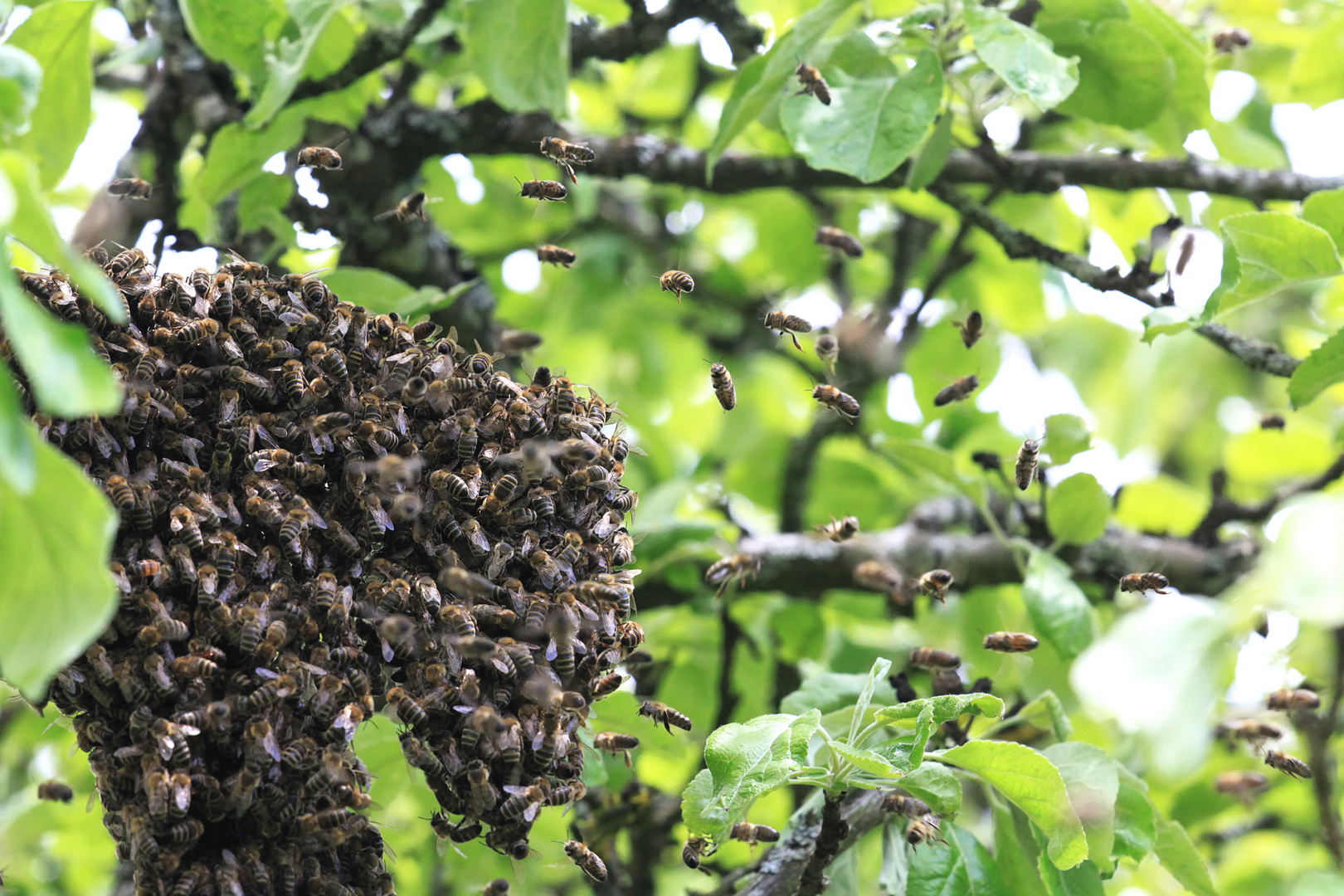 Bienentraube am Apfelbaum