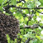 Bienentraube am Apfelbaum