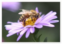 Bienentresen im Herbst