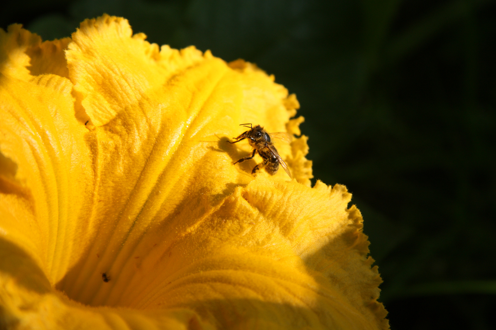 Bienenvergnügen