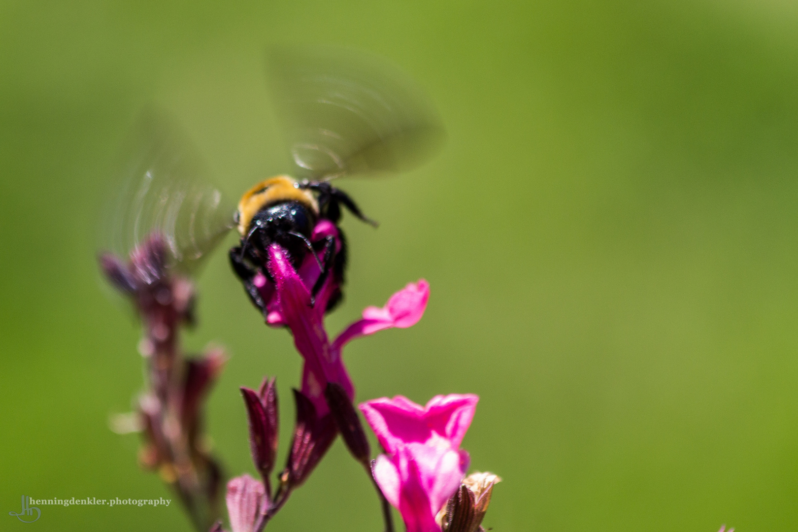 Bienenverkehr