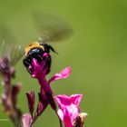 Bienenverkehr