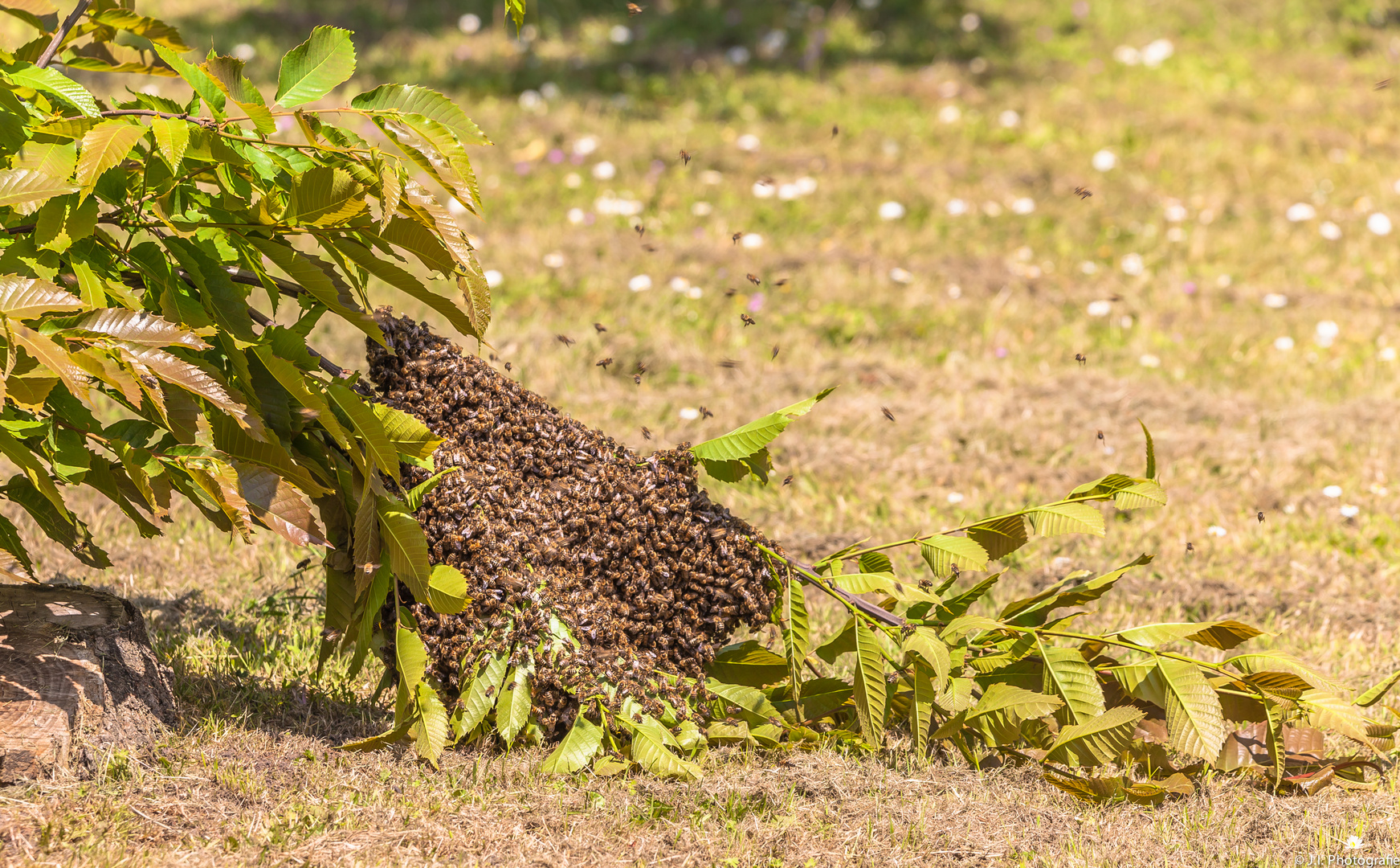 Bienenvolk auf der Suche