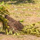 Bienenvolk auf der Suche