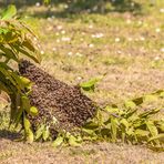 Bienenvolk auf der Suche