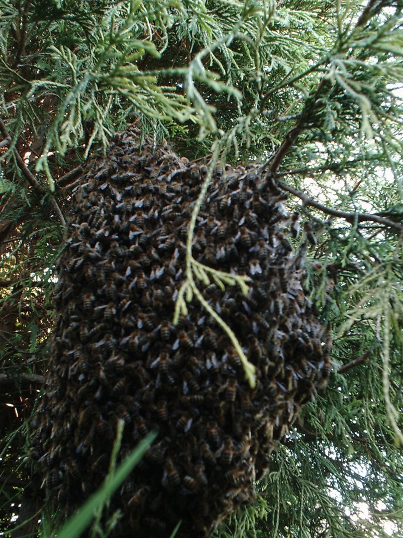 Bienenvolk