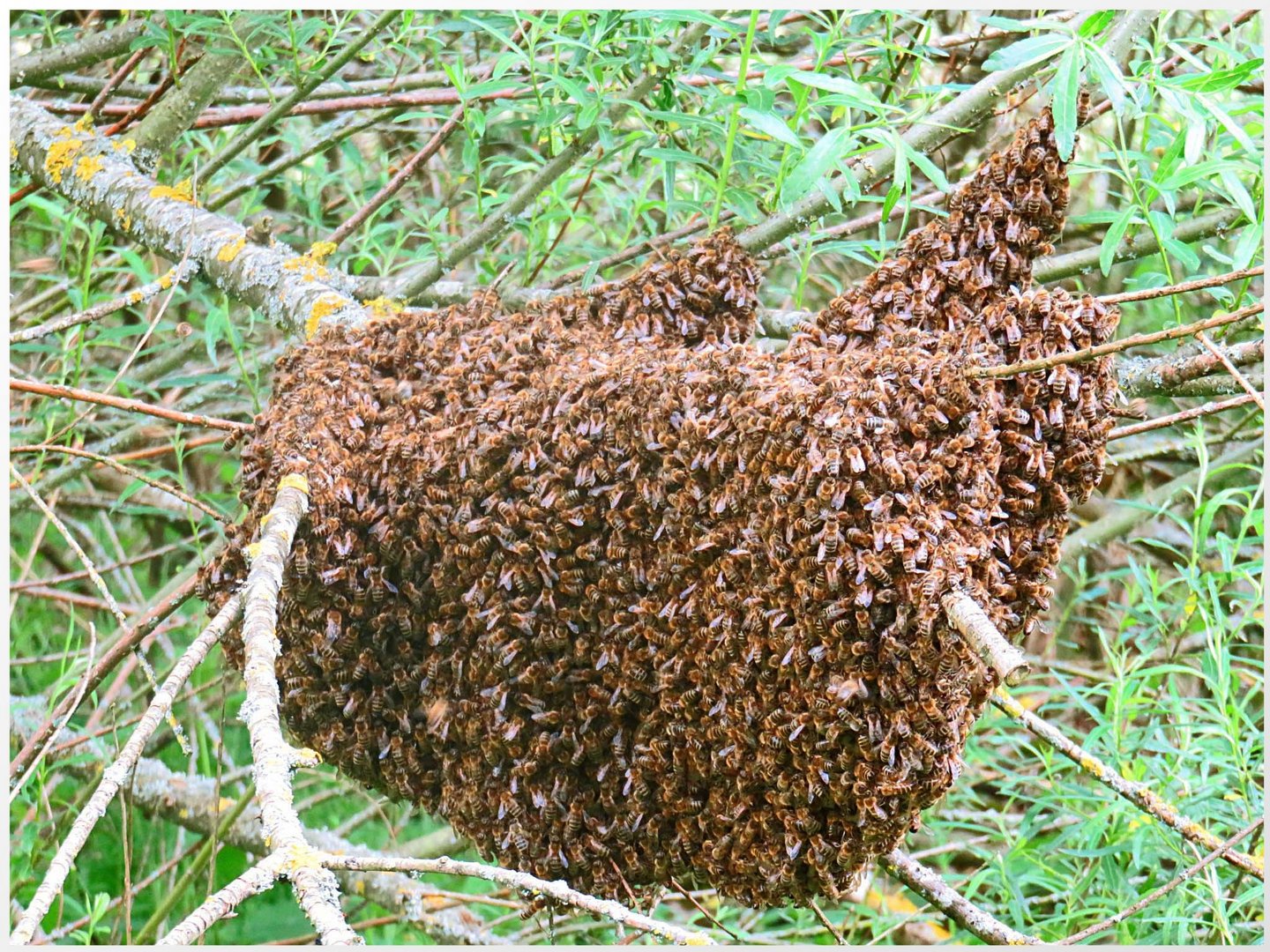 bienenvolk kaufen bienenvolk foto bild natur tiere wildlife bilder auf bienenvolk kaufen bienenvolk foto bild natur tiere wildlife bilder auf