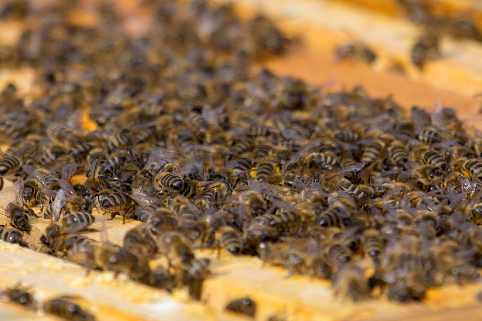 Bienenvolk (II) Foto & Bild tiere, tier und mensch, bienen, hummeln Bilder auf
