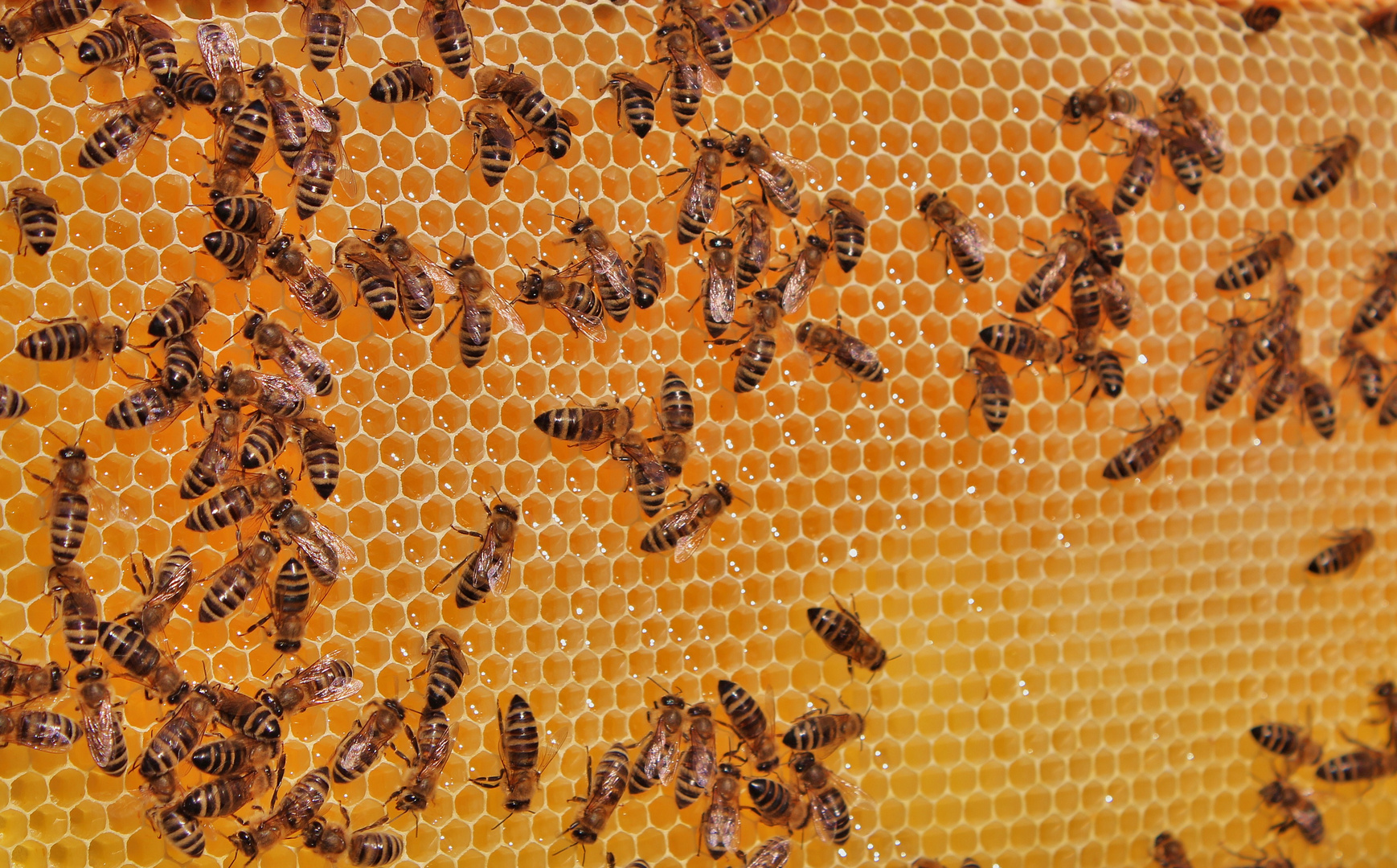 Bienenwabe Foto Bild Tiere Natur Bilder Auf Fotocommunity