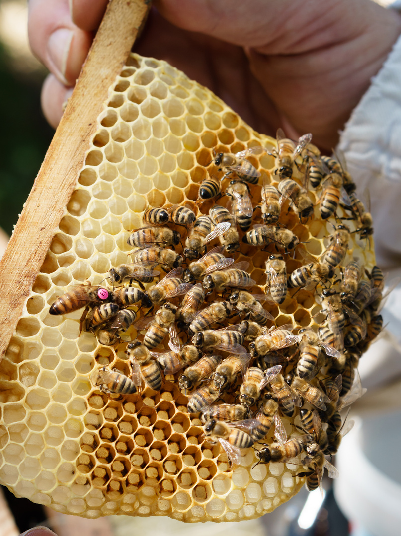 Bienenwabe Foto Bild Natur Insekten Biene Bilder Auf Fotocommunity