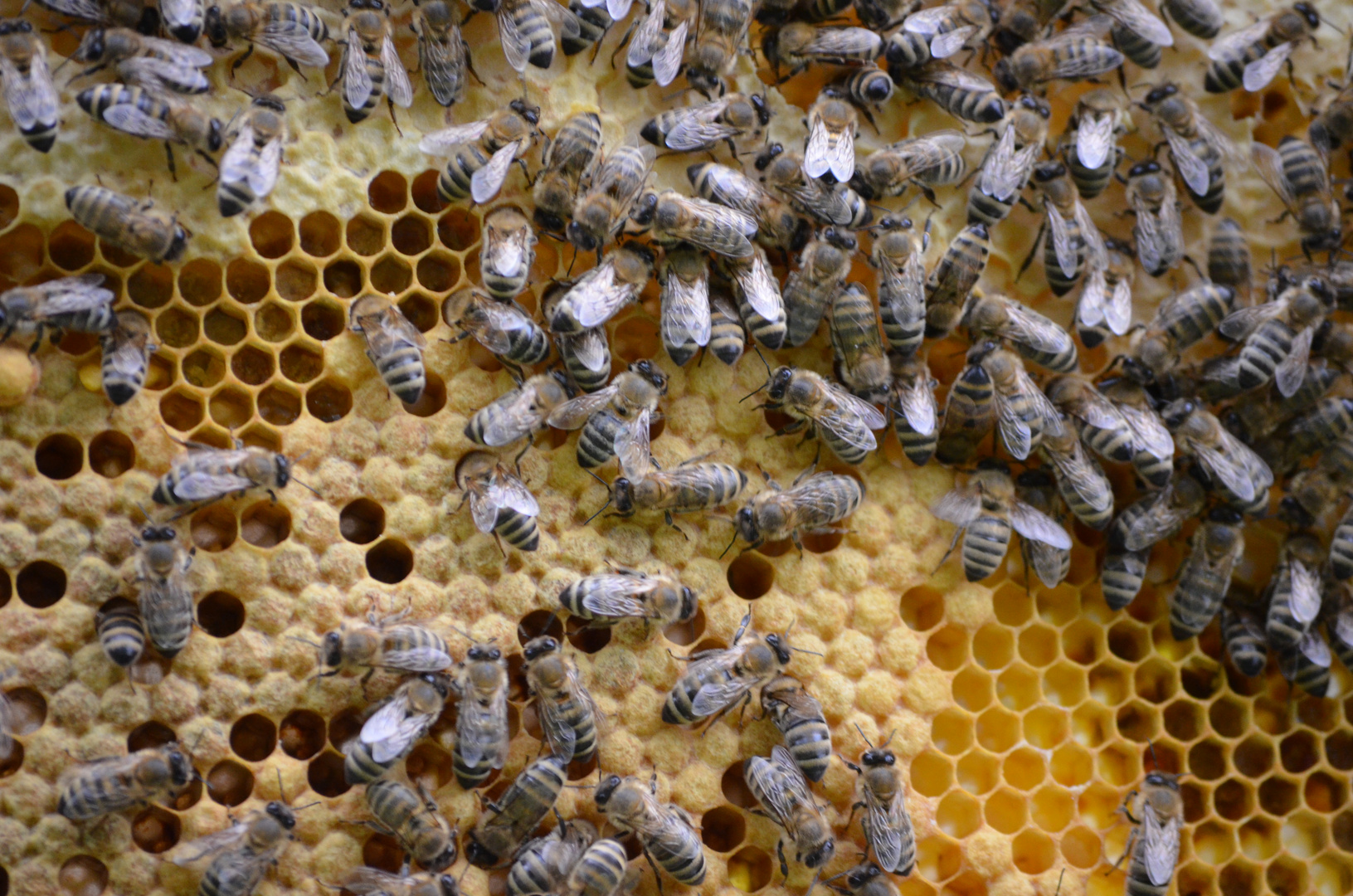 Bienenwabe Brutwabe Foto Bild Tiere Wildlife Insekten Bilder Auf Fotocommunity