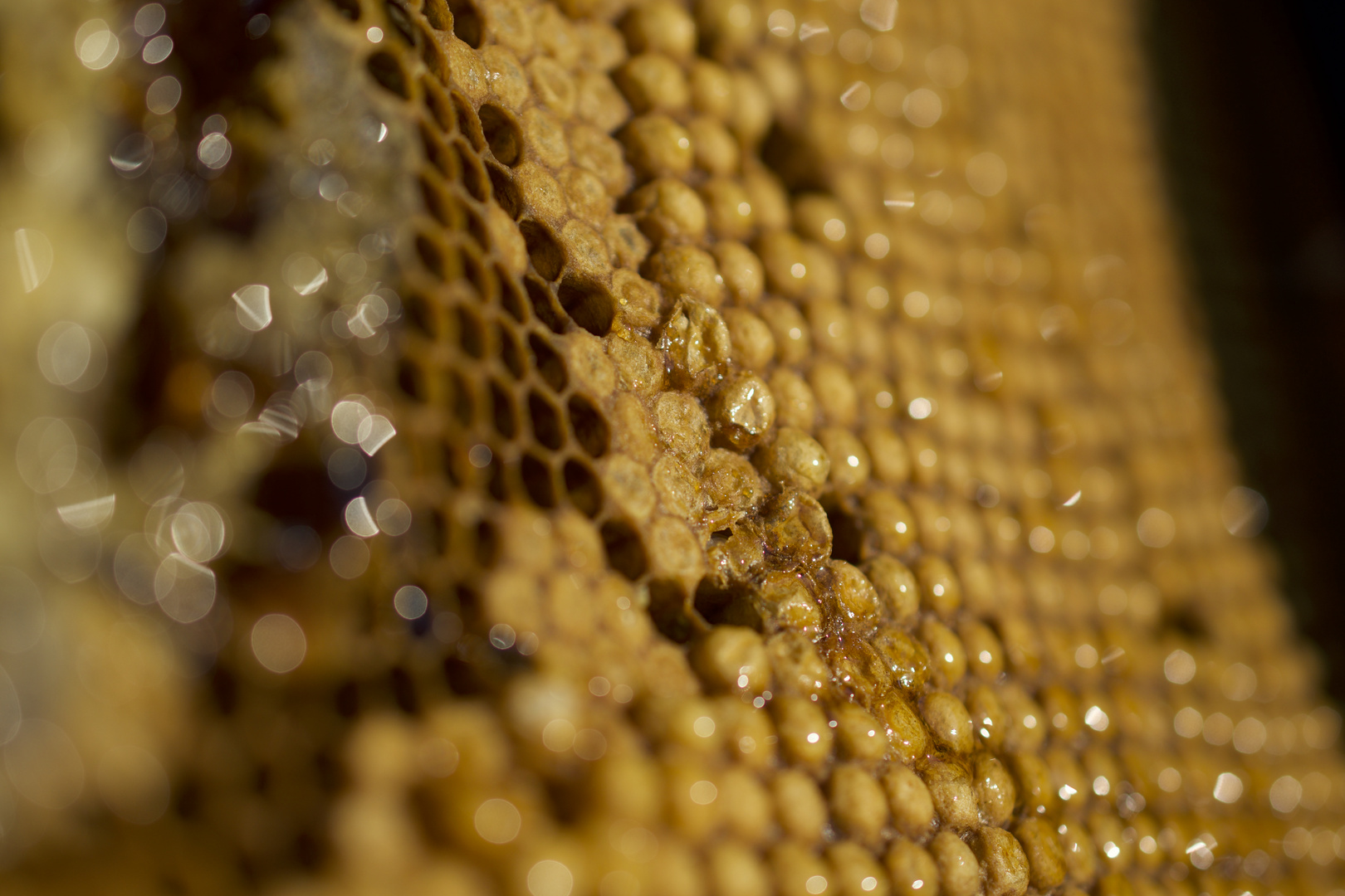 Bienenwabe mit Bokeh!