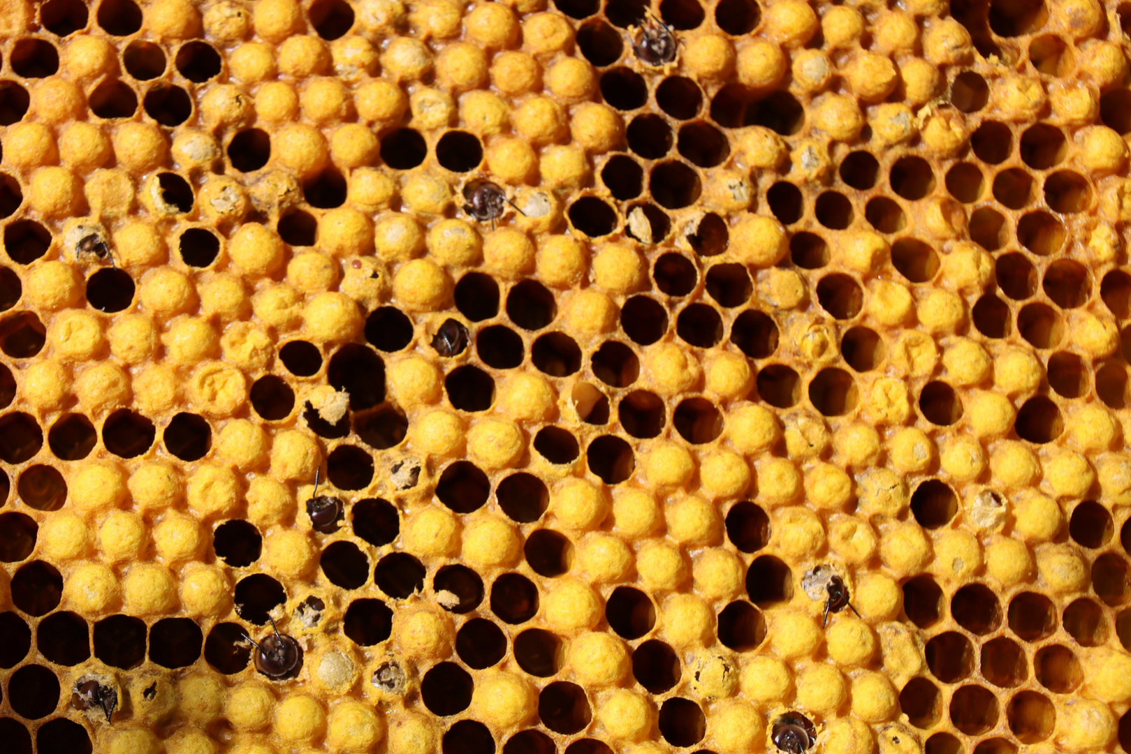 Bienenwabengelb
