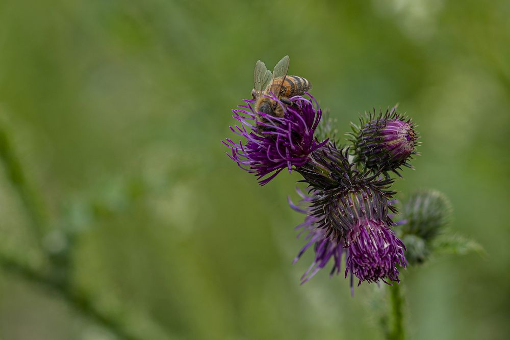 Bienenweide  # 01