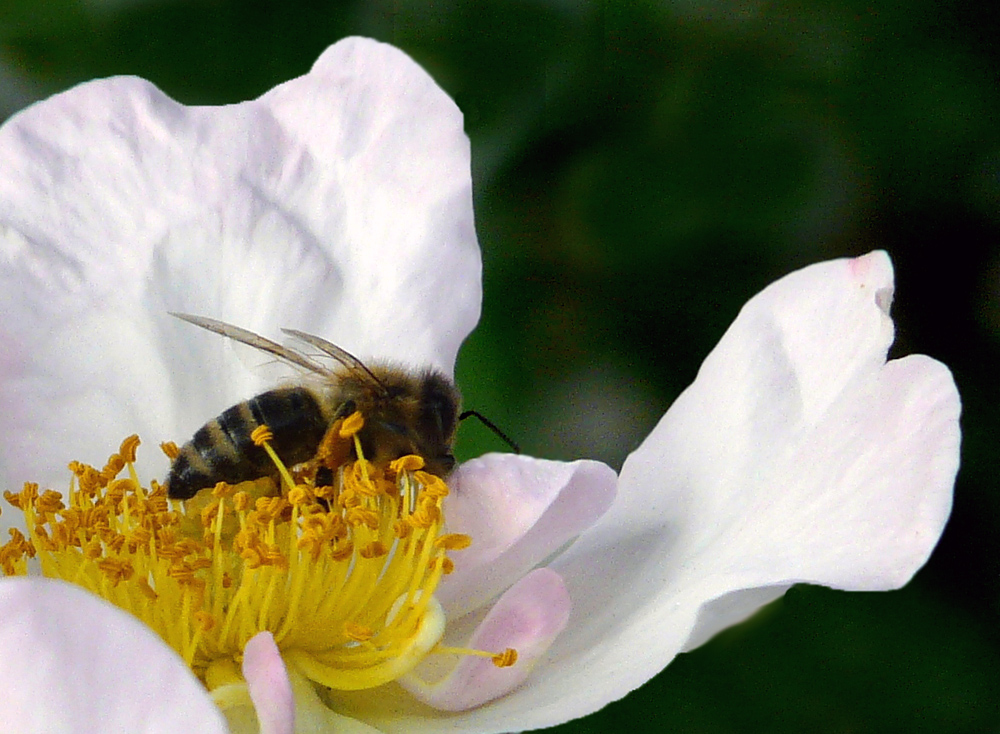 Bienenweide