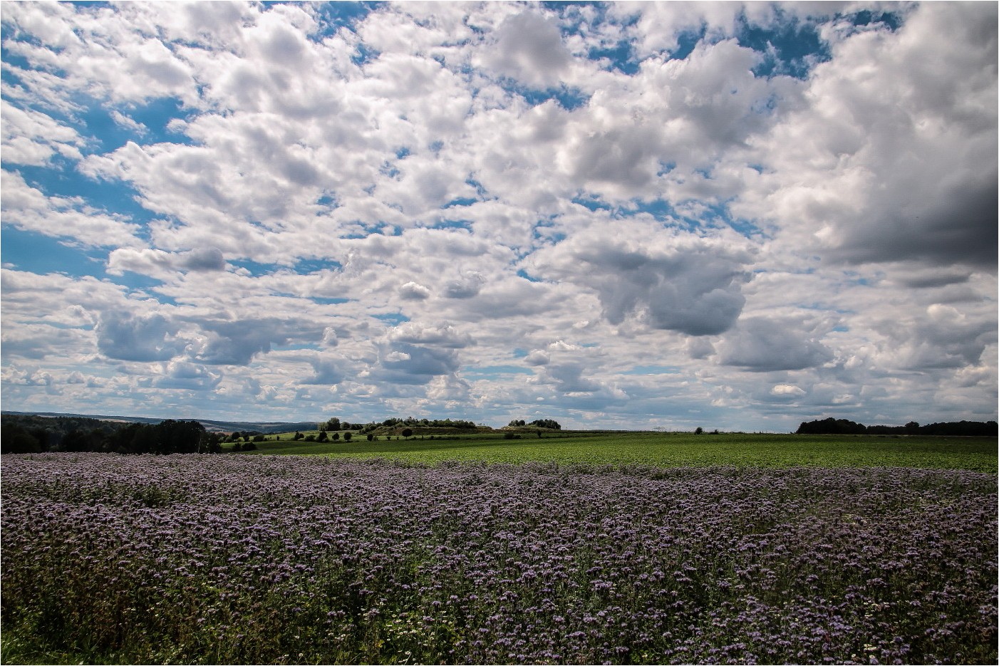 Bienenweide (1)