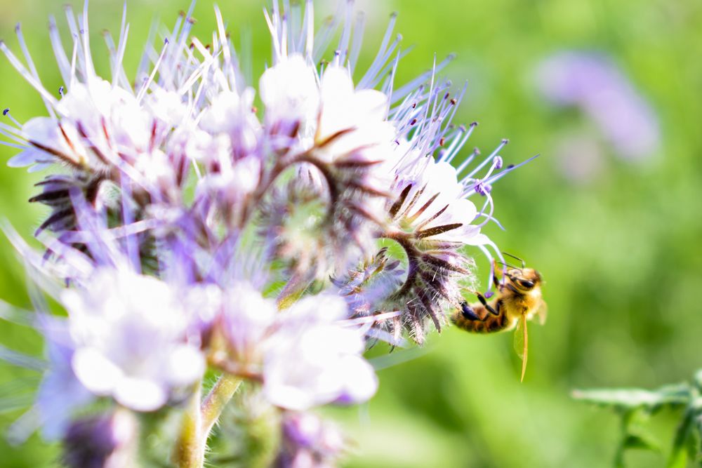 Bienenweide Foto & Bild | feld, natur, anflug Bilder auf fotocommunity