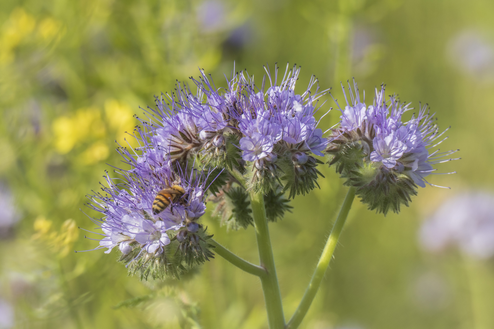 Bienenweide