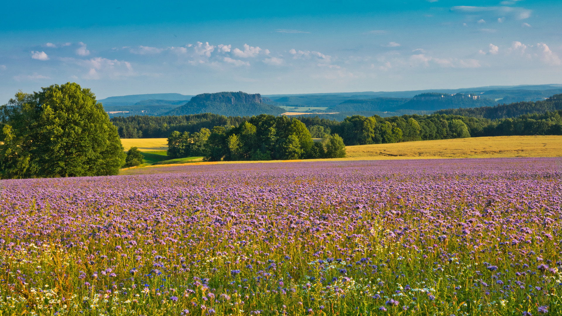 Bienenweide